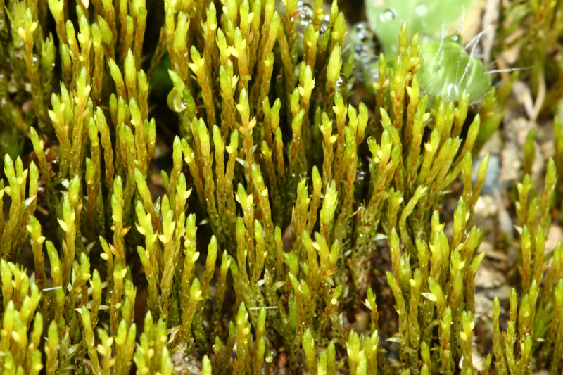 Pohlia filum